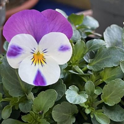 7 Viola Del Pensiero